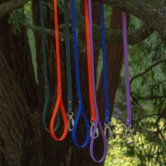Four dog leash handles in green, orange, blue, and purple hanging from a tree branch outdoors, with metal clip attachments at the bottom.