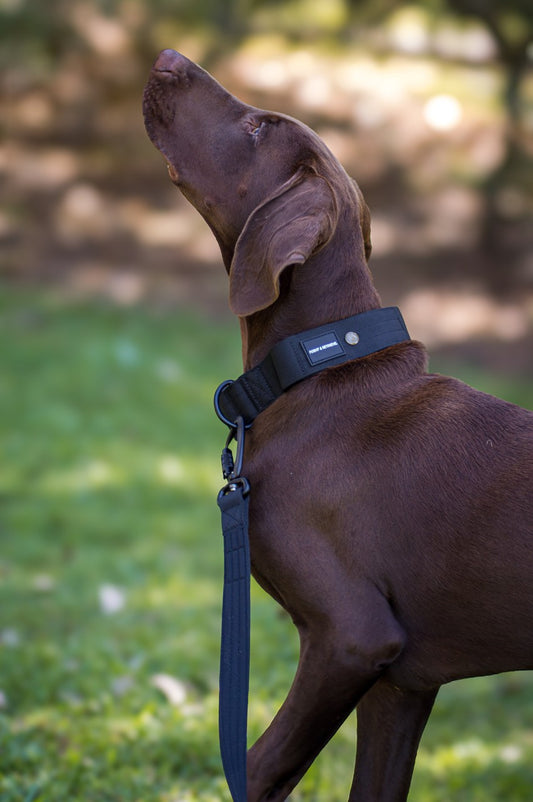 Brown dog wearing a blue collar and leash in a park setting