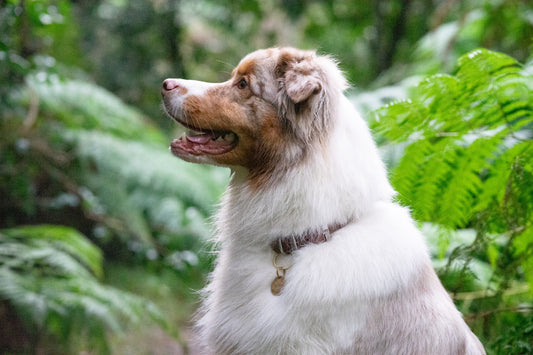 A fluffy Australian Shepherd-type dog with white and tan fur is shown in profile outdoors among green ferns, wearing a dark collar with a tag.