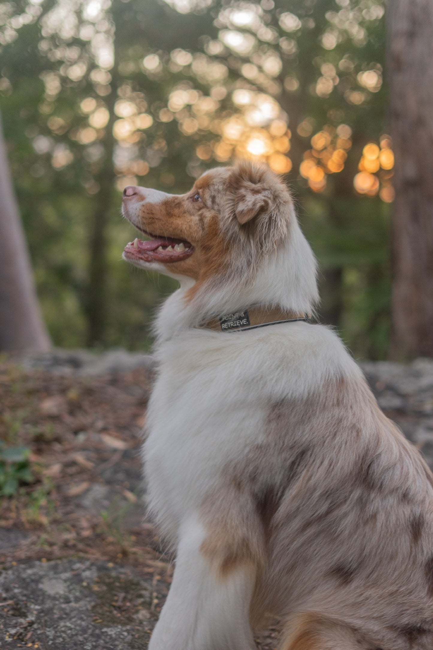 Dog sitting outdoors with a sunset in the background