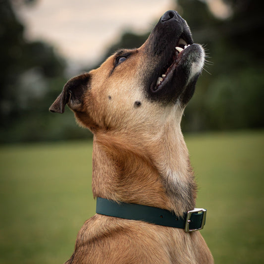 A tan and white dog wearing a dark green collar, looking upward outdoors on a grassy field with a blurred background.