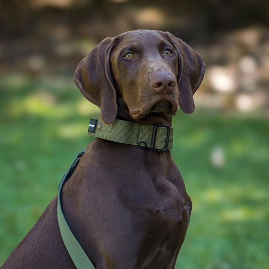 Green Tactical dog collar on brown GSP dog with green blurred background