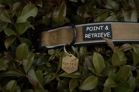 Dog collar with 'Point & Retrieve' tag and 'Runner' tag on green leaves