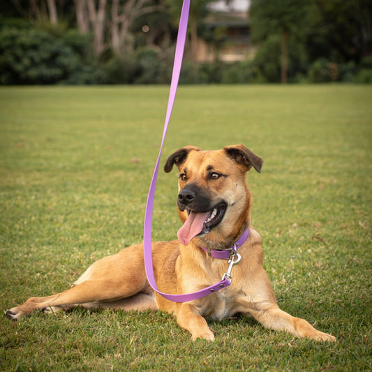 A tan dog lying on a green lawn wearing a purple collar and leash, with a person's hand holding the leash at the top of the frame.