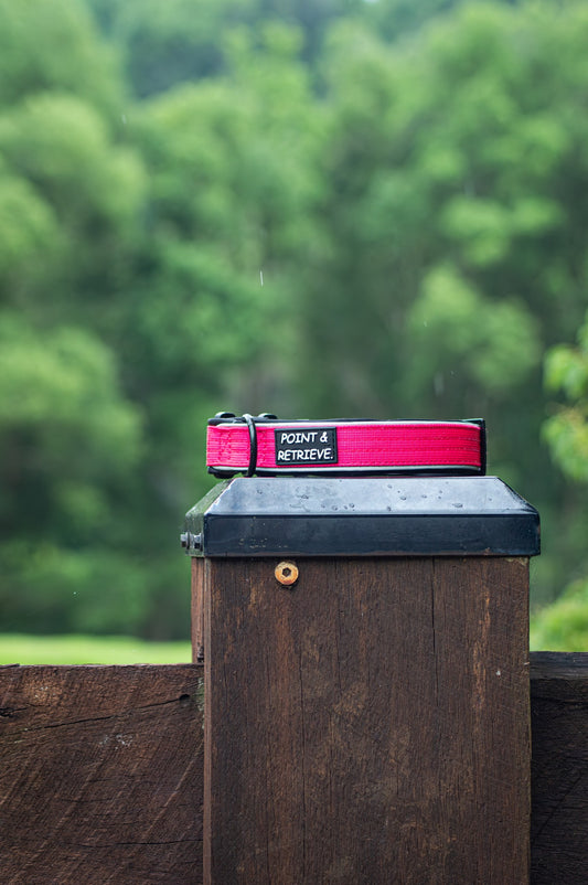 Pink Everyday dog Collar on a wooden post with a blurred green forest background