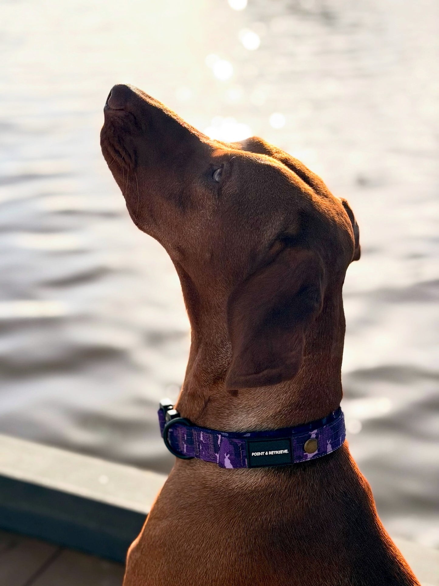 Dog wearing a purple collar looking up with water in the background