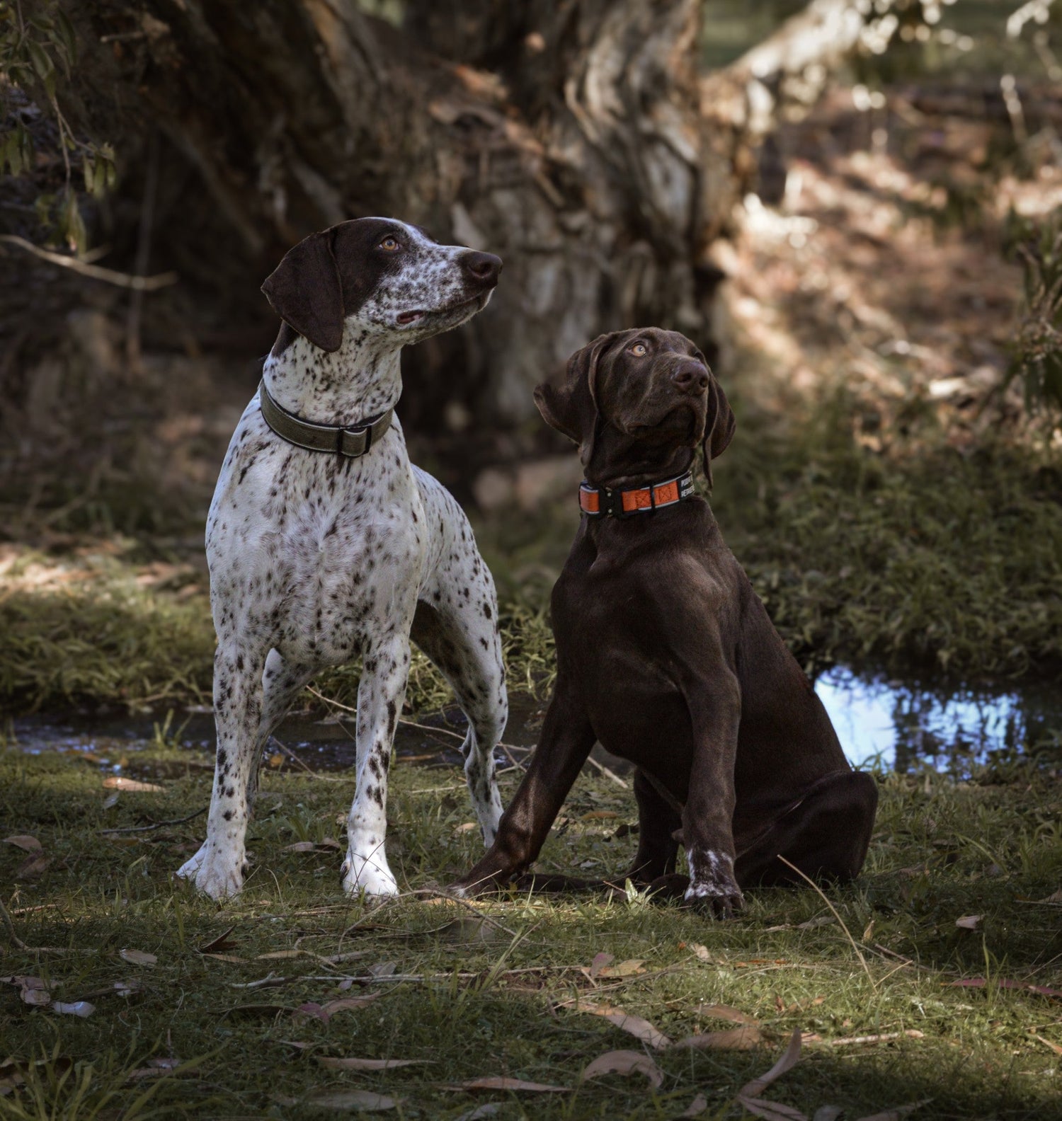 Two GSP's in Point & Retrieve Collars. Brown and Green. 
