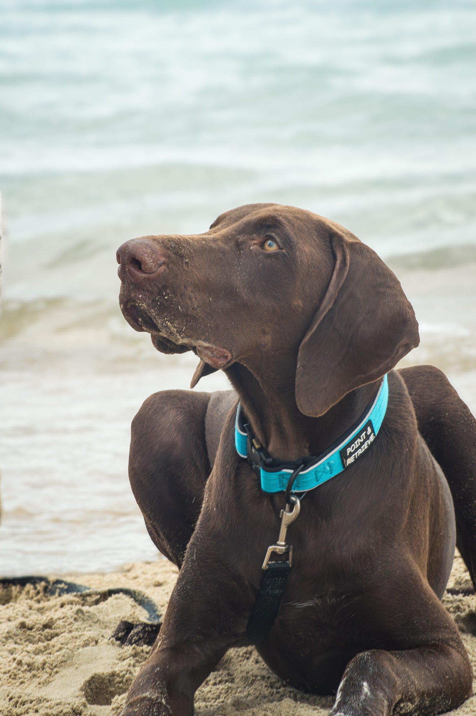 Brown GSP dog with a blue collar sitting on a sandy beach with water in the background