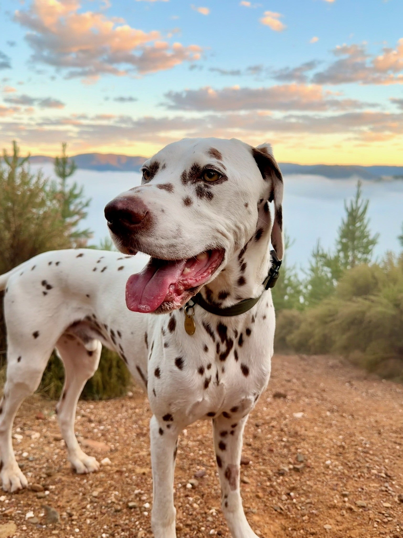 Dalmatian dog with a collar standing on a path with a scenic background