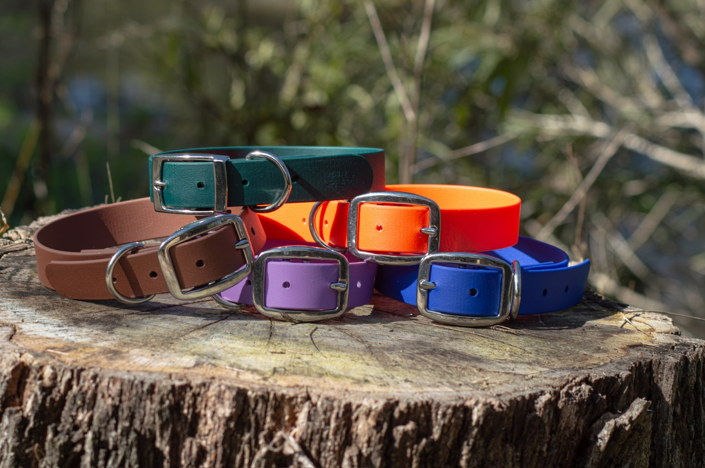 Five colorful Biothane dog collars with silver-tone metal buckles arranged on a rustic tree stump outdoors.