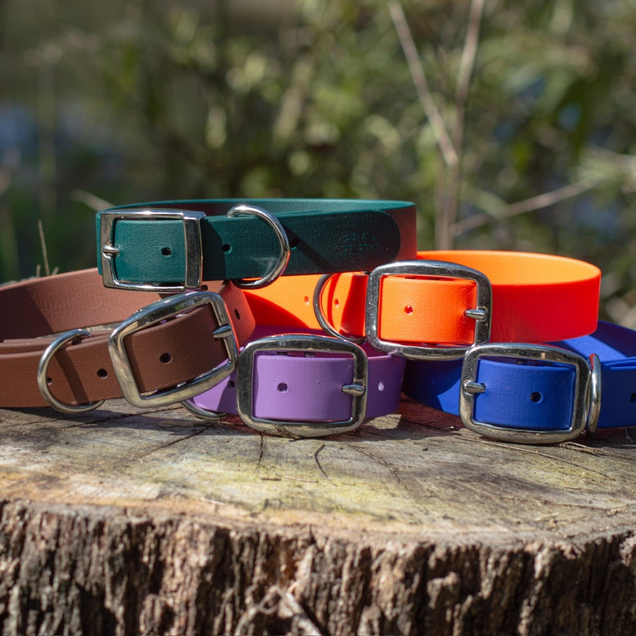 Colorful biothane dog collars with silver-tone metal buckles arranged on a rustic tree stump outdoors.