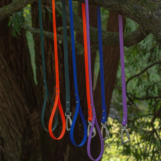 Four dog leash handles in green, orange, blue, and purple hanging from a tree branch outdoors, with metal clip attachments at the bottom.
