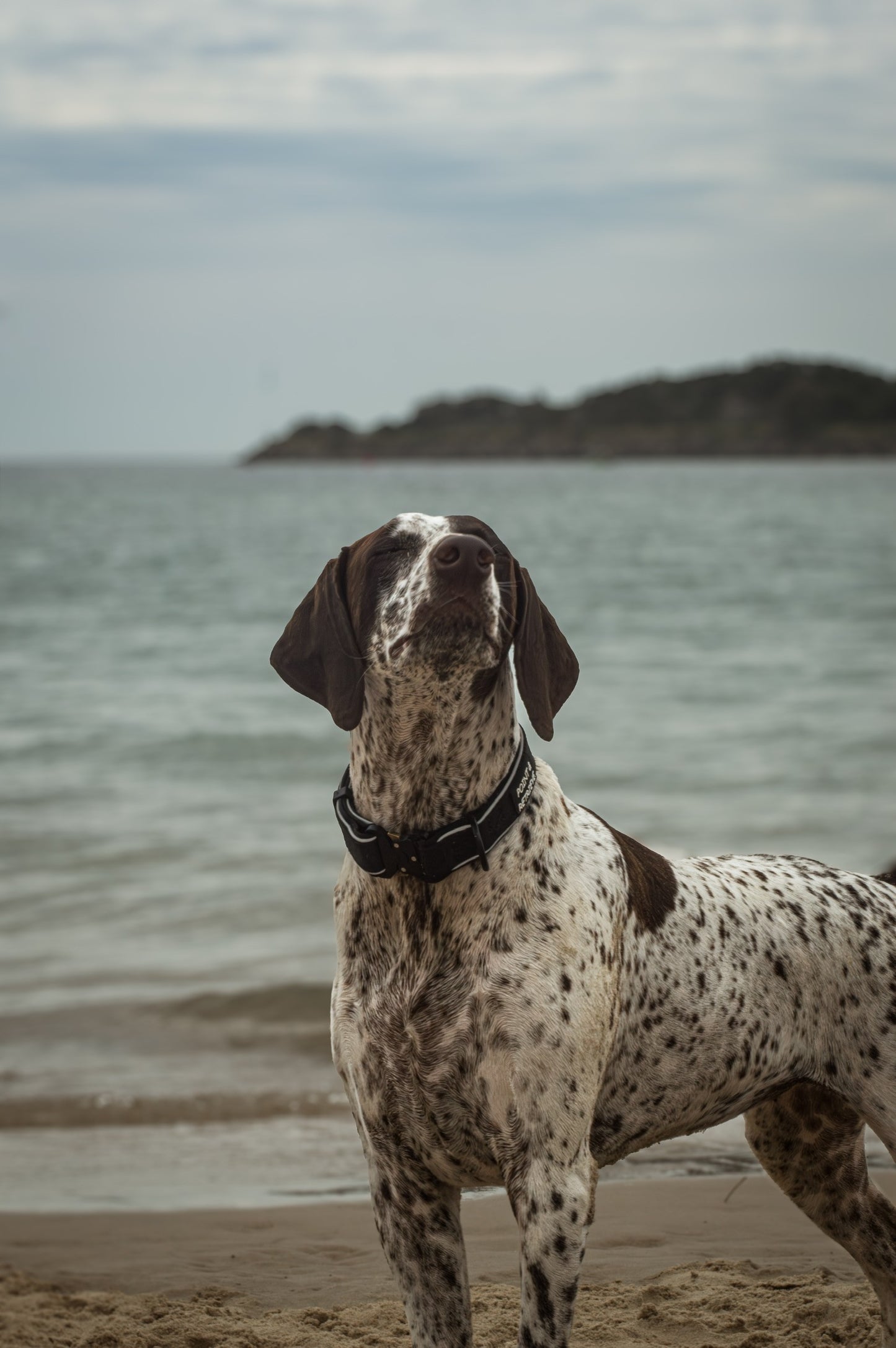 Dog standing on a beach with water and sky in the background
