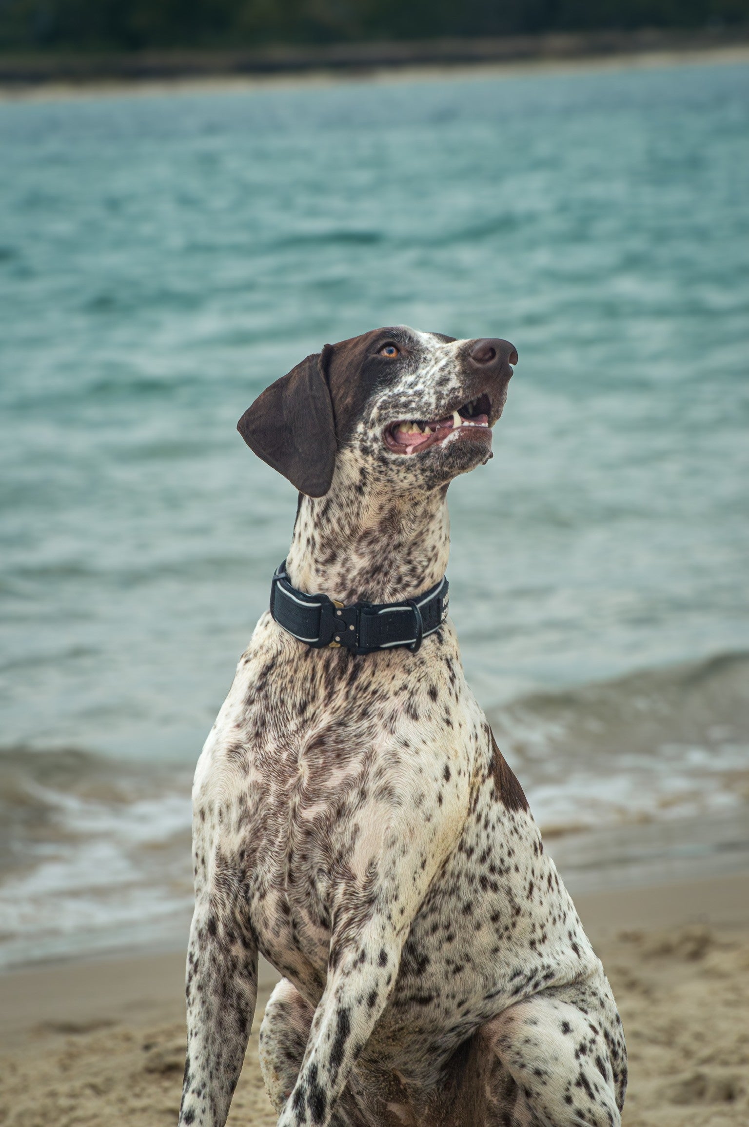 Dog on a beach with water in the background wearing a black Point & Retrieve Adventure Collar.