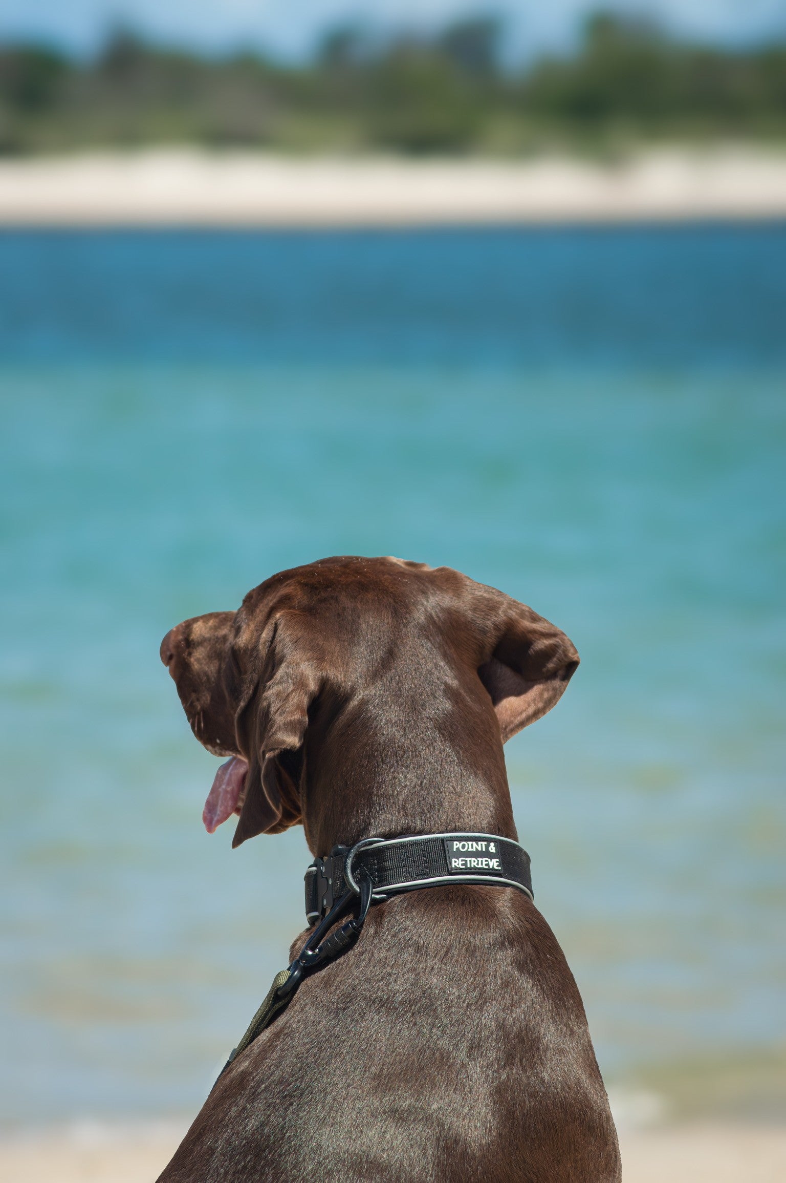 Dog on a beach with ocean in the background