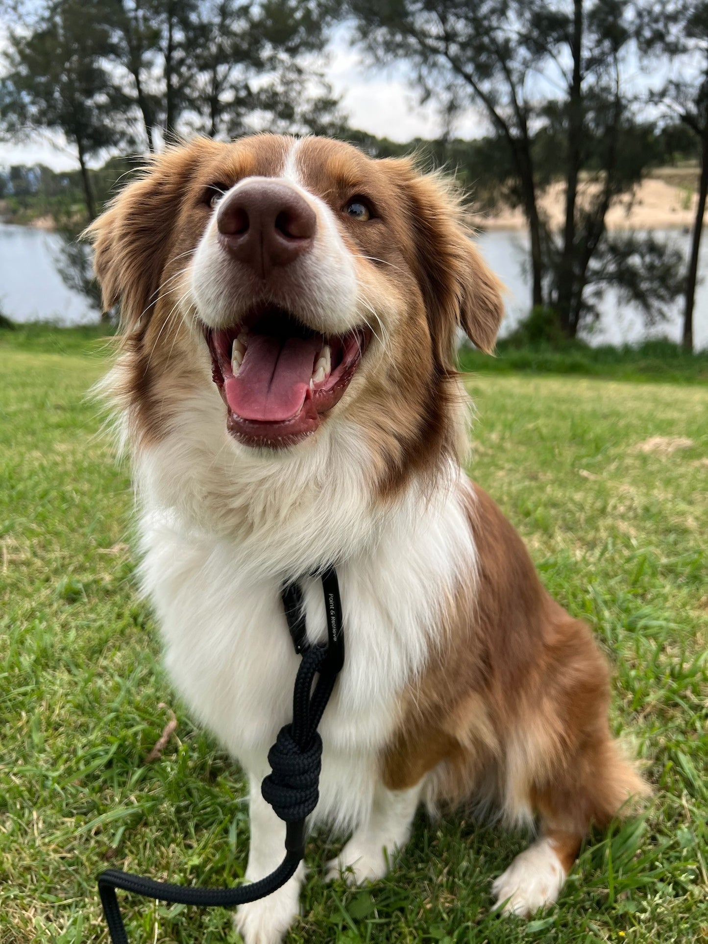 Happy brown and white dog on a Black Ridgeland Rope Lead from Point & Retrieve in grassy area with trees and water in the background