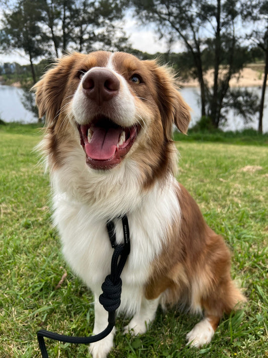 Happy brown and white dog on a Black Ridgeland Rope Lead from Point & Retrieve in grassy area with trees and water in the background