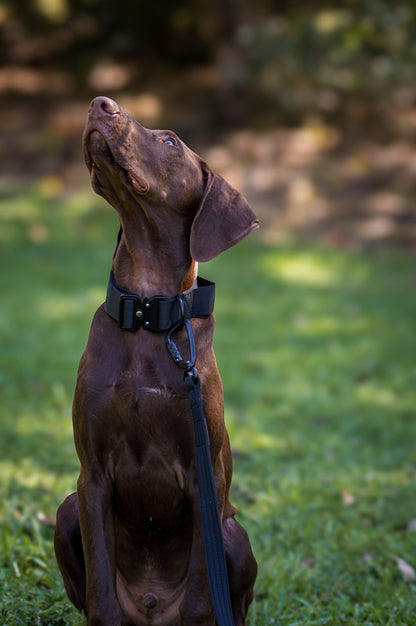 Black Tactical Collar on Liver GSP dog 