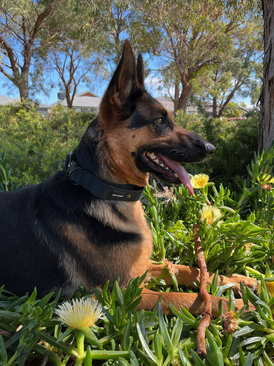 Dog sitting in the grass with yellow flowers in a black Point & Retrieve Tactical Collar