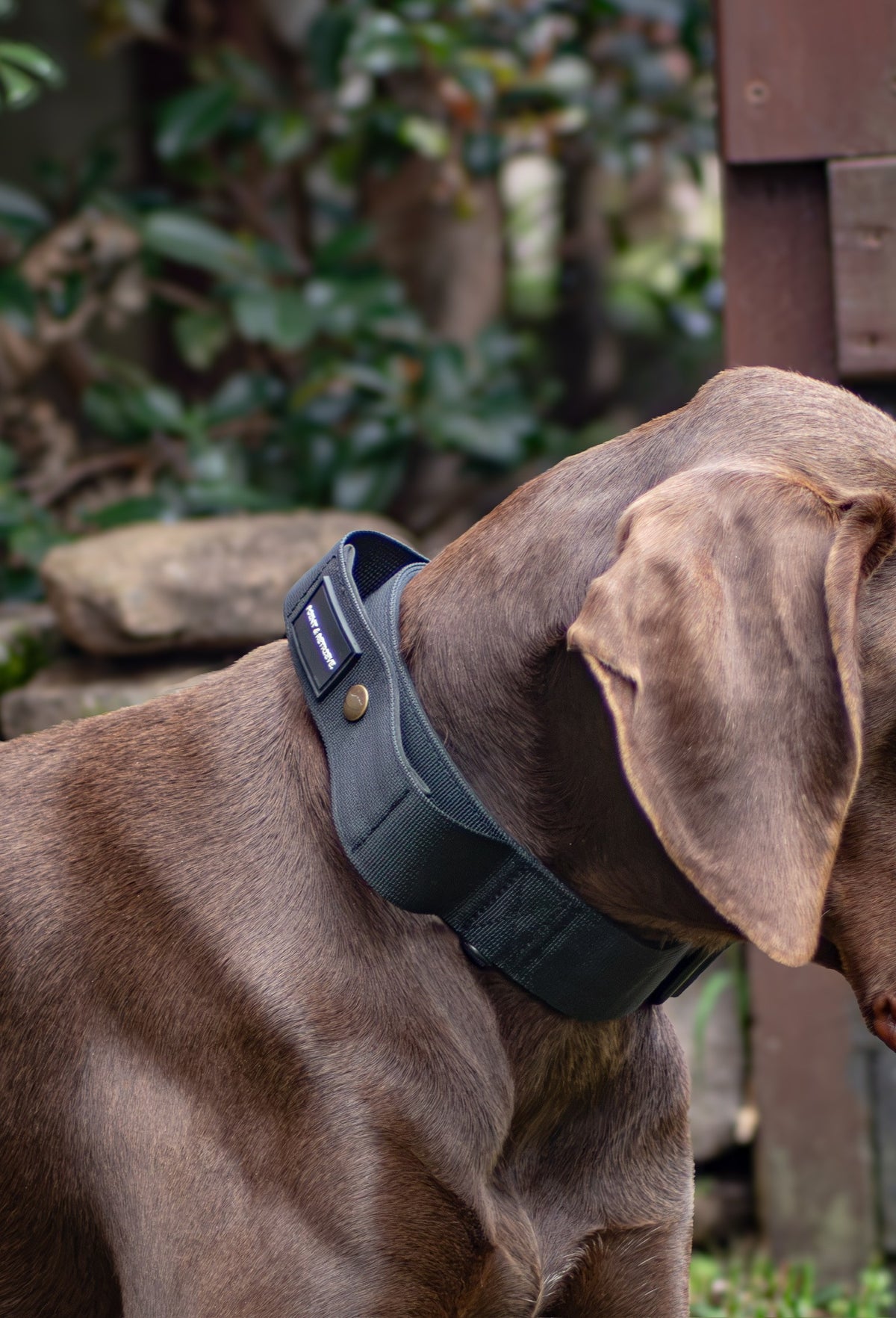 A close-up side view of a brown dog outdoors wearing a black collar with a small black label and gold snap button.