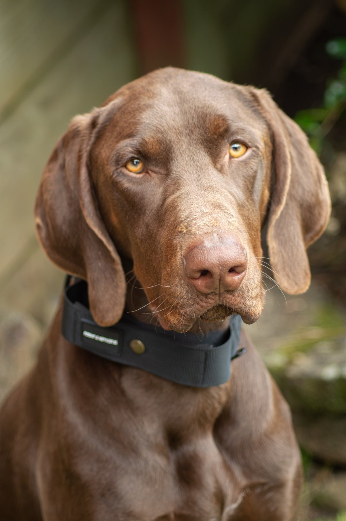 A close-up portrait of a brown dog wearing a black collar outdoors.
