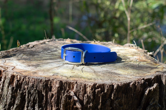 A bright blue biothane dog collar with a silver metal buckle, displayed on a rustic tree stump with a blurred outdoor background.