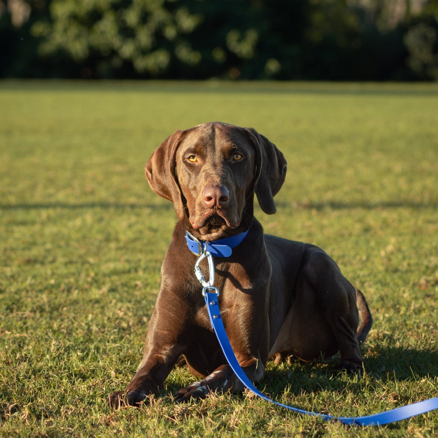 A brown dog lying on a green grassy field, wearing a bright blue collar and matching blue leash with a silver carabiner.