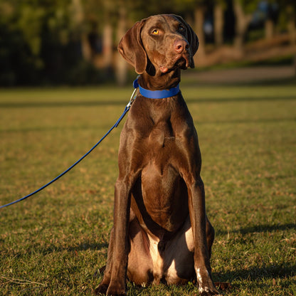 A brown dog sitting on a grassy lawn outdoors, wearing a bright blue collar and attached leash, with trees blurred in the background.