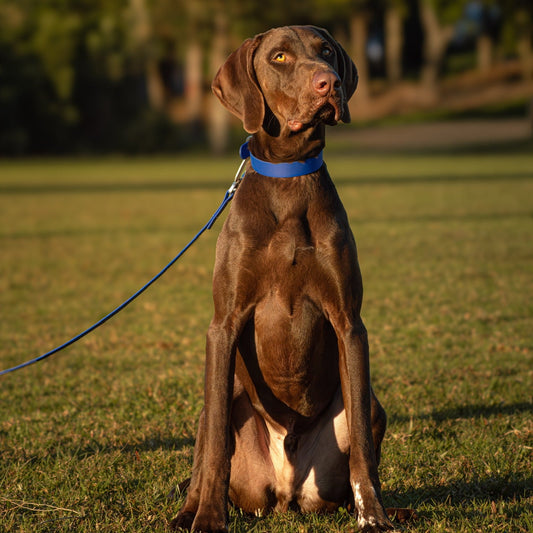 A brown dog sitting on a grassy lawn outdoors, wearing a bright blue collar and attached leash, with trees blurred in the background.