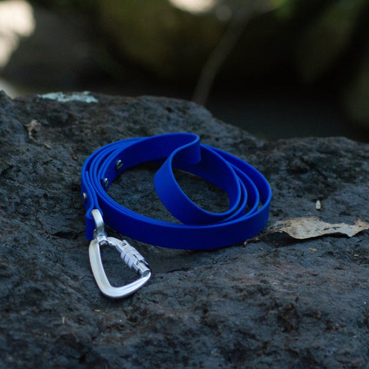 A bright blue pet leash with a silver metal carabiner clip, resting on a dark textured rock outdoors.