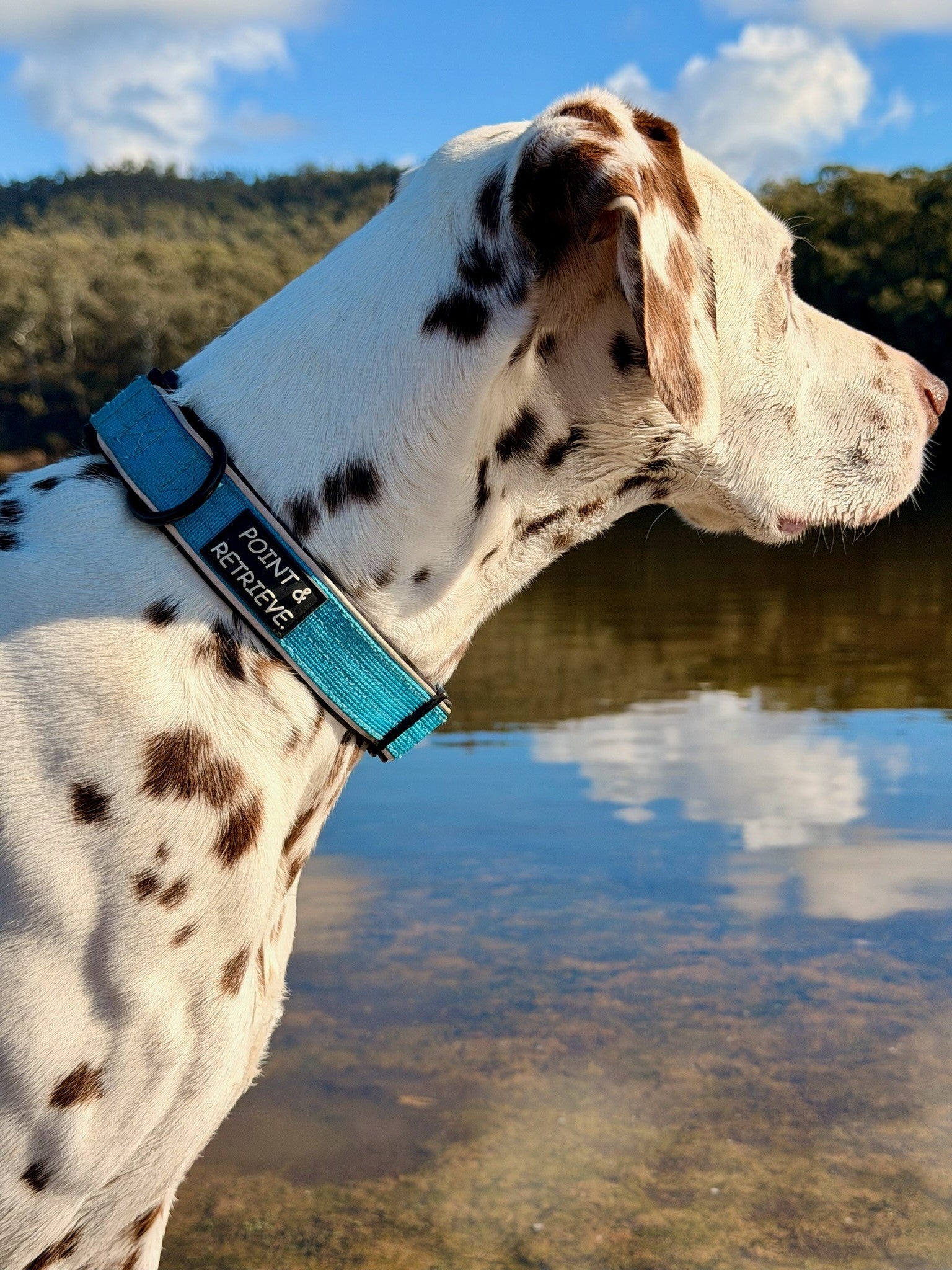 A Dalmatian dog standing outdoors by a lake, wearing a bright turquoise collar with black text that Point & Retrieve