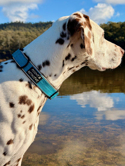 A Dalmatian dog standing outdoors by a lake, wearing a bright turquoise collar with black text that Point & Retrieve