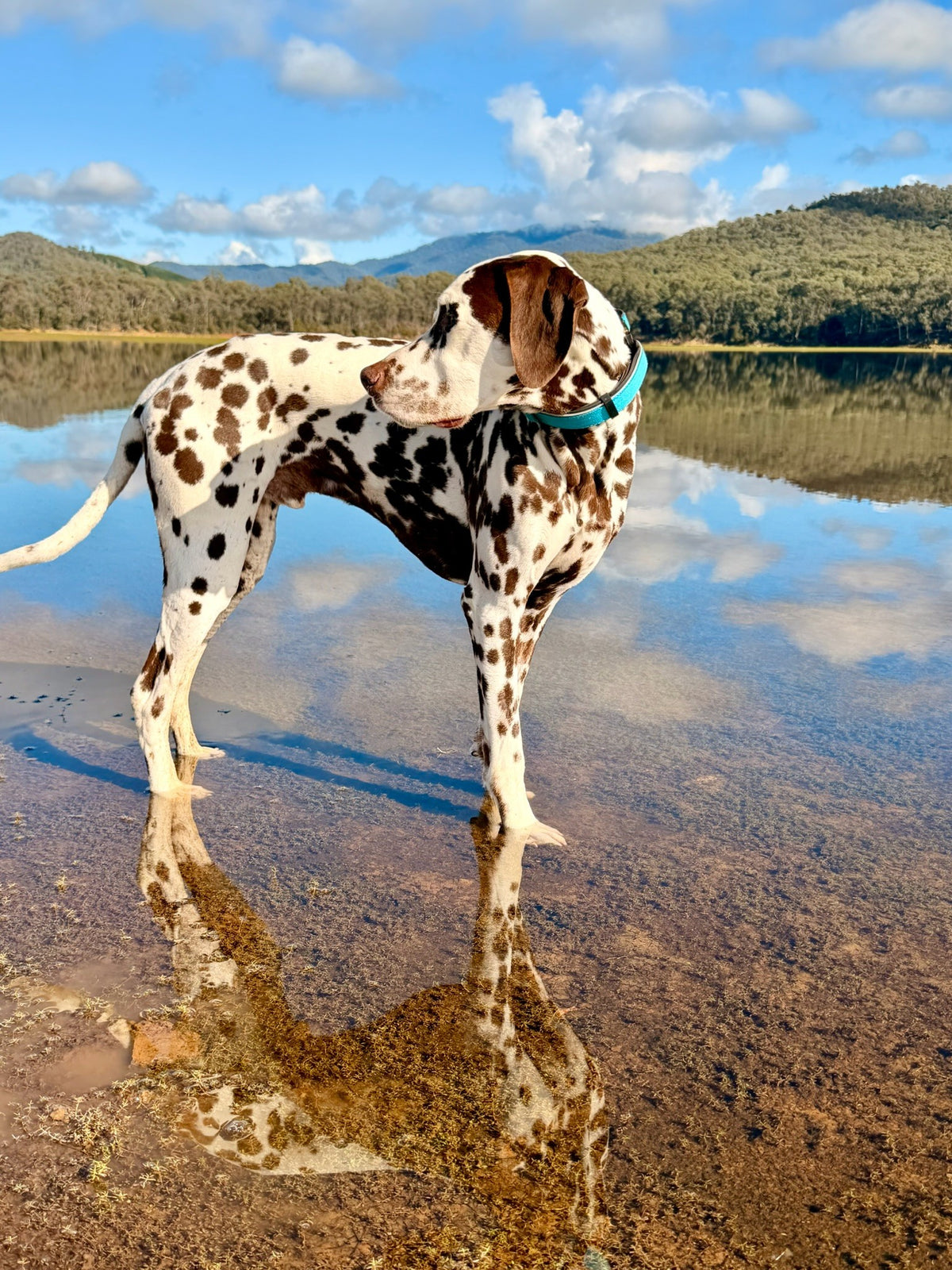A Dalmatian dog standing in shallow water at a lakeside, with mountains and a blue sky reflected in the water behind it. The dog is wearing a bright turquoise collar.