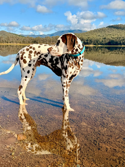 A Dalmatian dog standing in shallow water at a lakeside, with mountains and a blue sky reflected in the water behind it. The dog is wearing a bright turquoise collar.