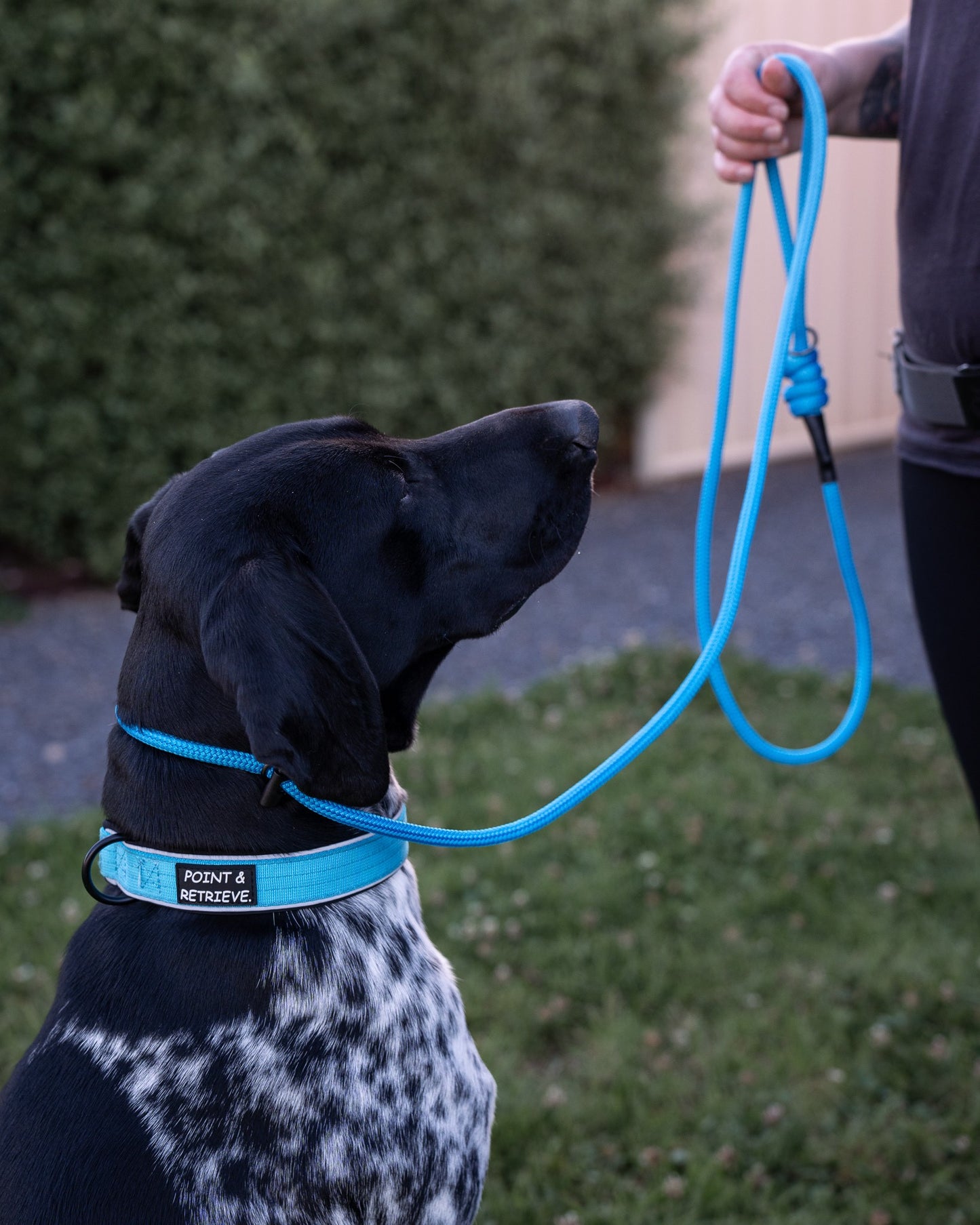 Dog wearing a blue collar and leash, standing on grass with a blurred background