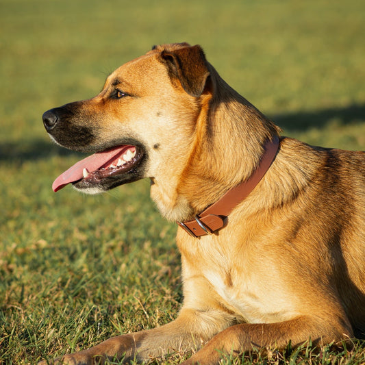 A golden-brown dog lying on green grass in warm sunlight, wearing a brown collar.