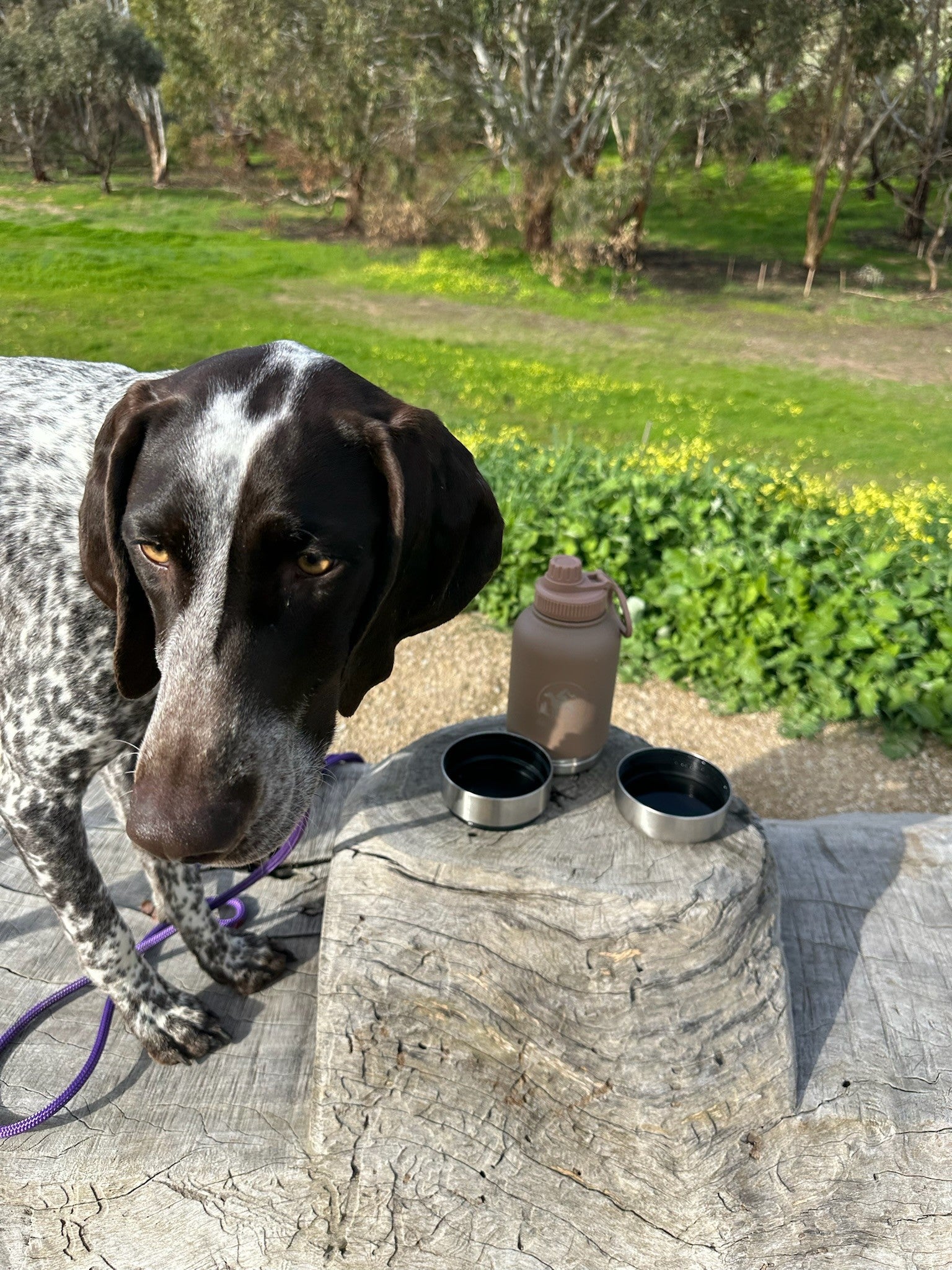 GSP Dog standing next to a rock with two metal bowls and a water bottle in a natural setting