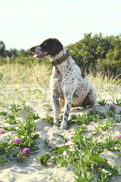 Dog sitting on a sandy beach in brown point & retrieve Collar with grass and flowers around