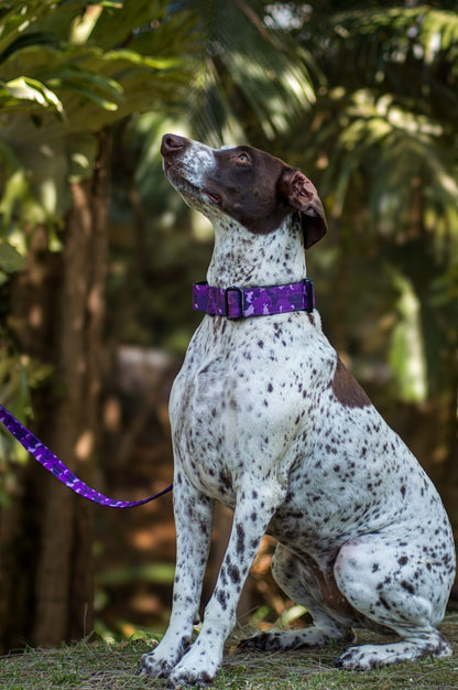 Dog wearing a purple tactical collar and lead sitting on grass with a blurred green background
