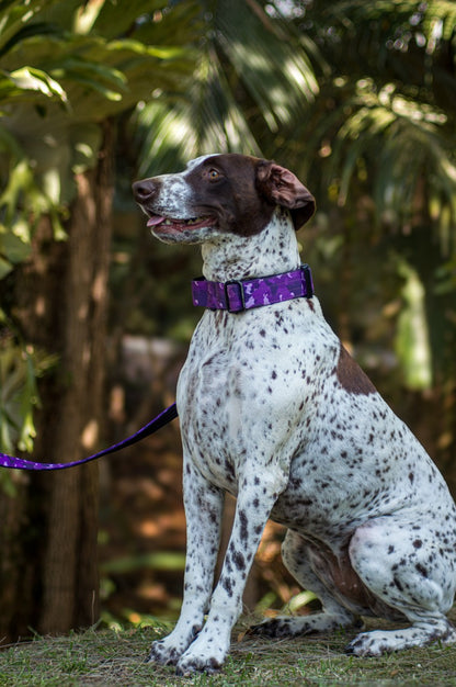 Dog wearing a purple camo tactical collar sitting outdoors with greenery in the background