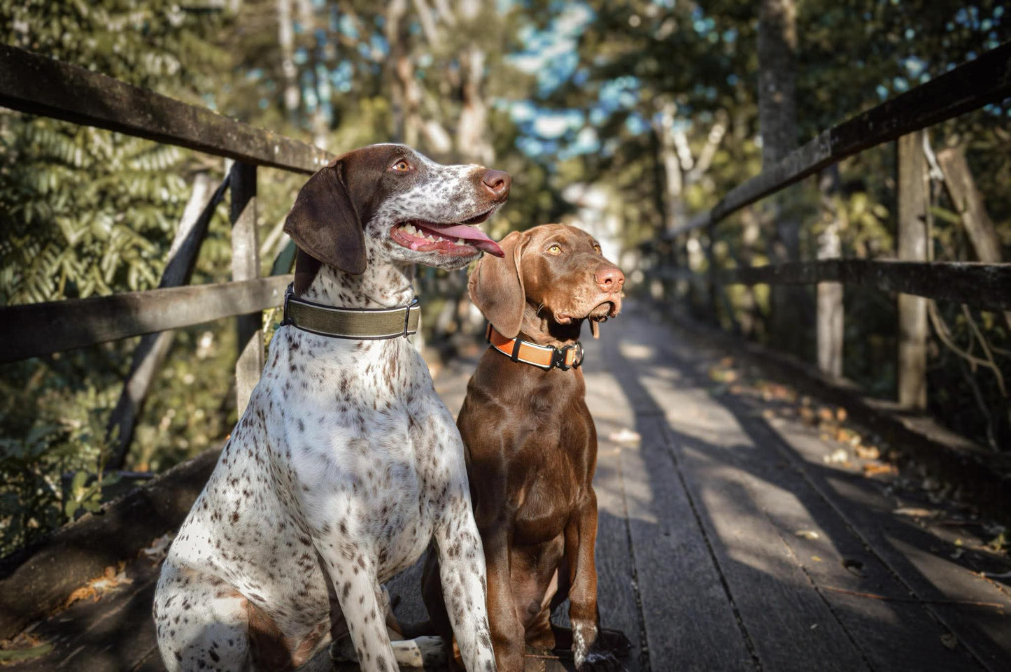 Everyday Adventure Collar - Brown