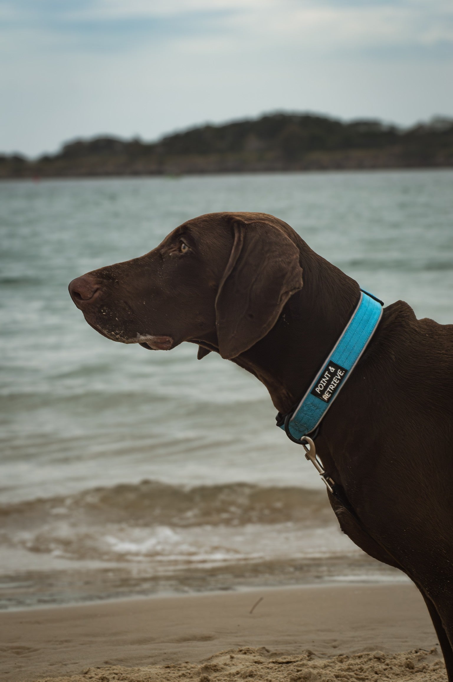 Brown dog with a blue Point & Retrieve collar standing on a beach