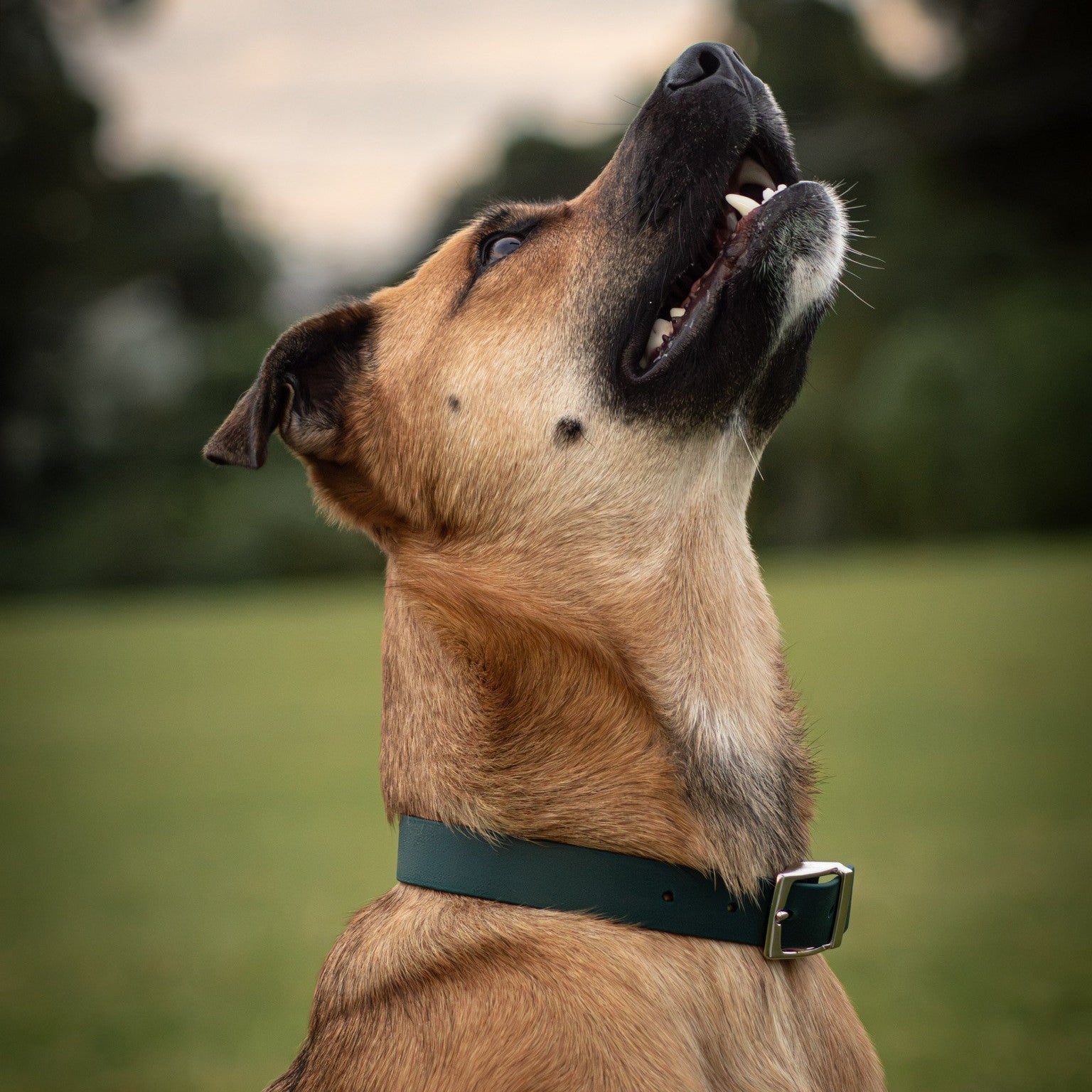 A tan and white dog wearing a dark green collar, looking upward outdoors on a grassy field with a blurred background.