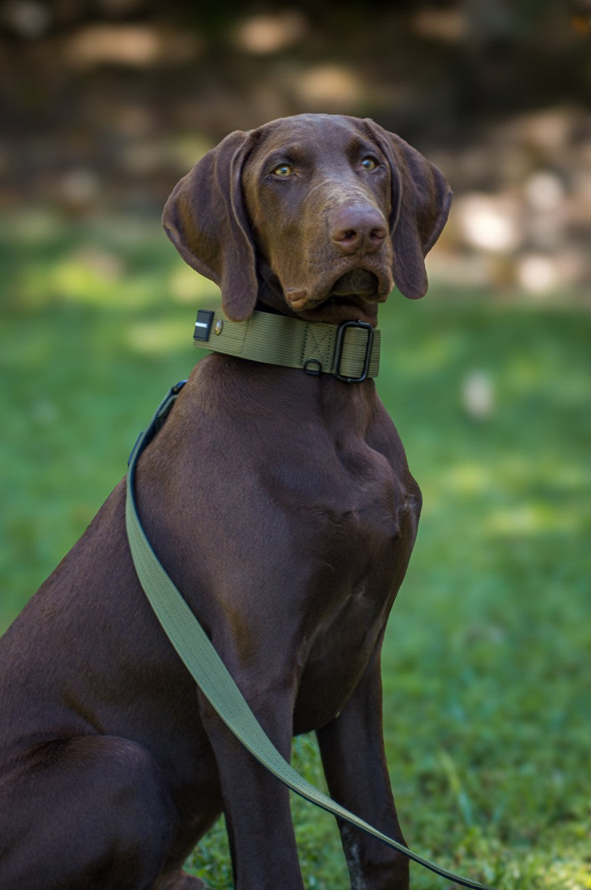 Green Tactical dog collar on brown GSP dog with green blurred background
