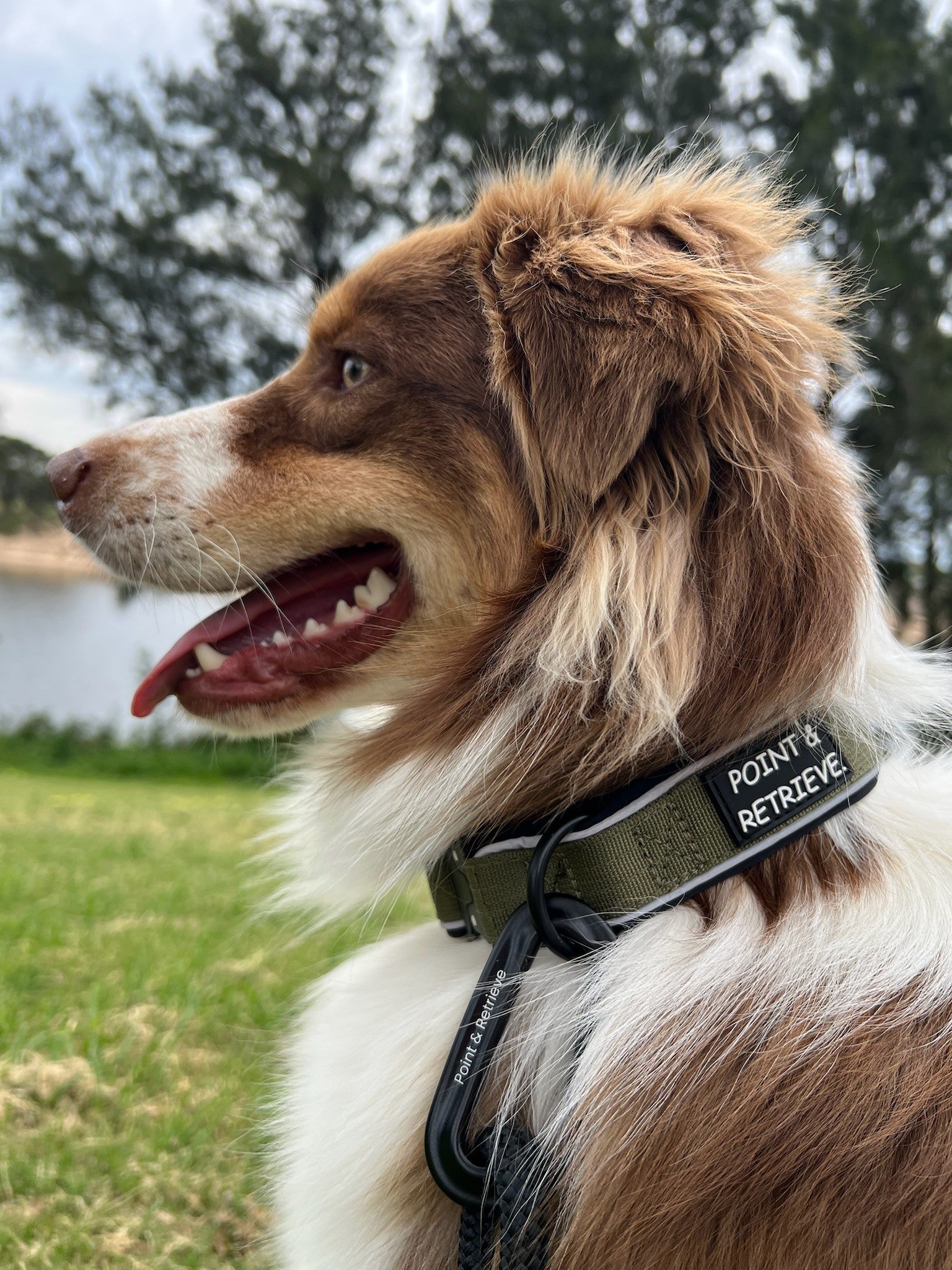 Dog with a Green Point & Retrieve collar in a natural setting