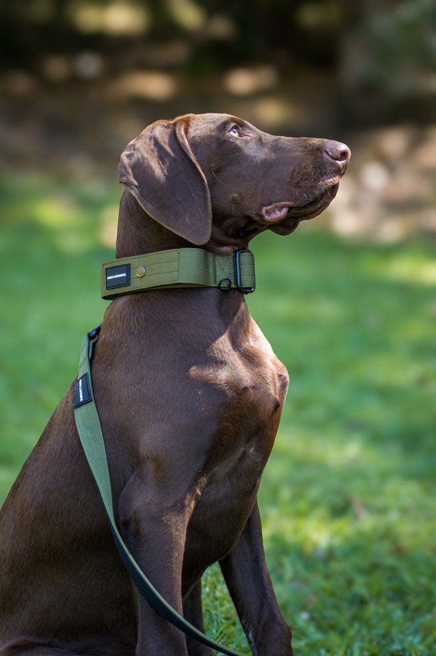 Green Tactical Dog Collar on brown GSP dog sitting on the grass