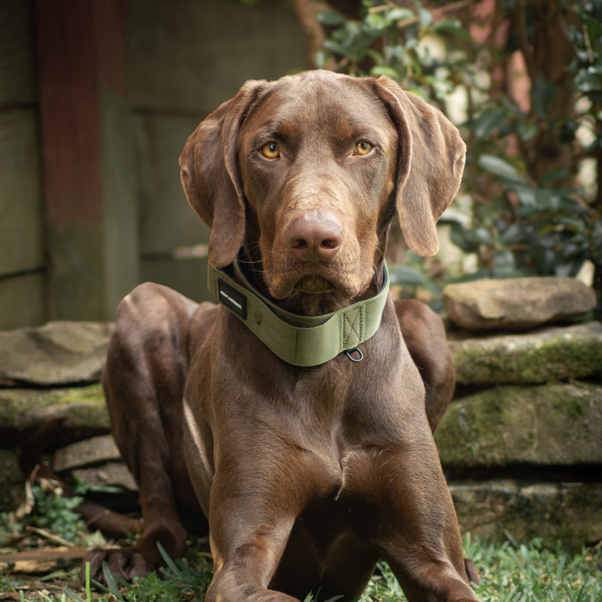 A brown dog lying on green grass in an outdoor garden setting, wearing a light olive green collar.