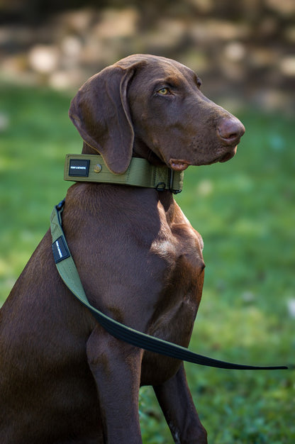 Brown dog wearing a green tactical collar with a blurred green background