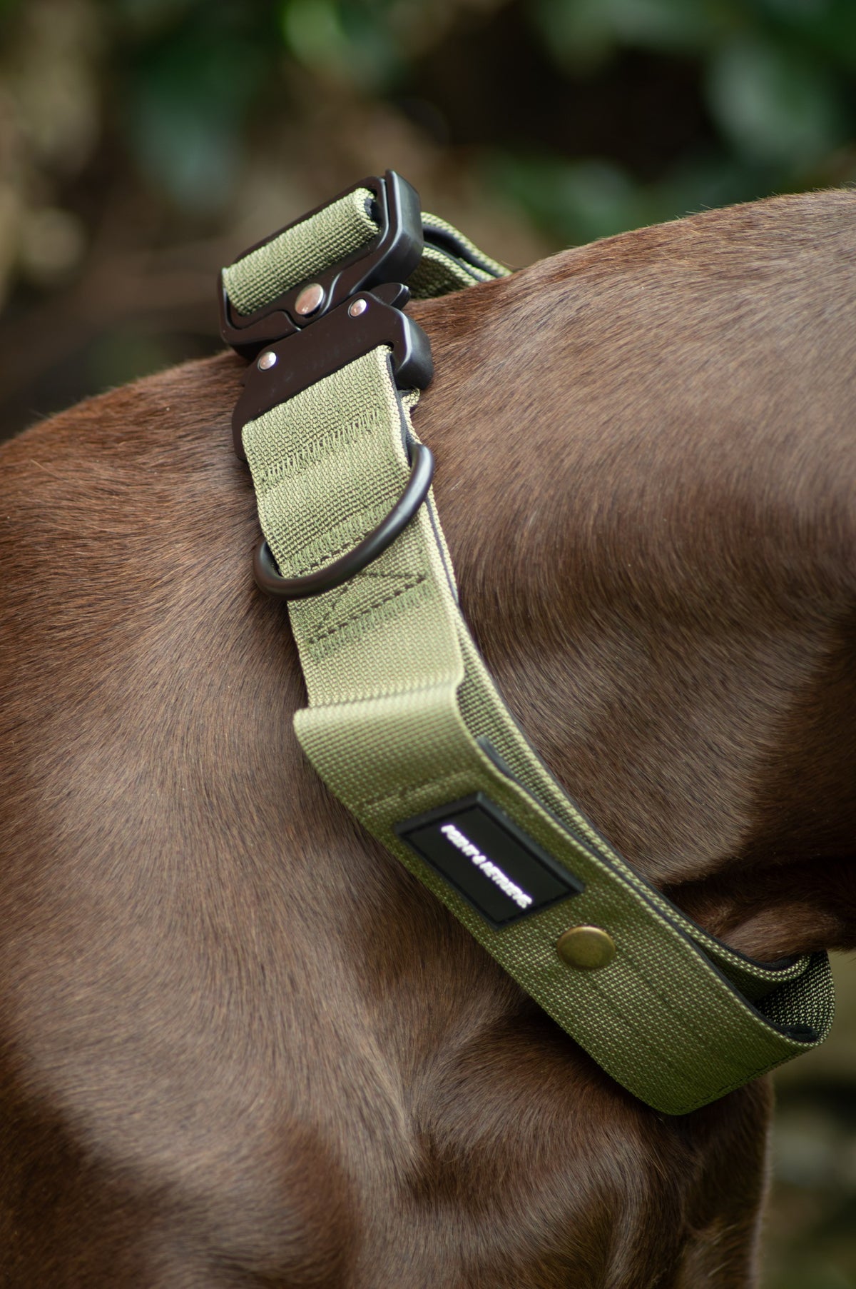 An olive green dog collar with black hardware and a black brand patch, shown worn on a brown dog outdoors.