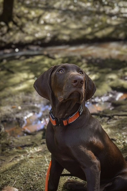 Everyday Adventure Collar - Orange